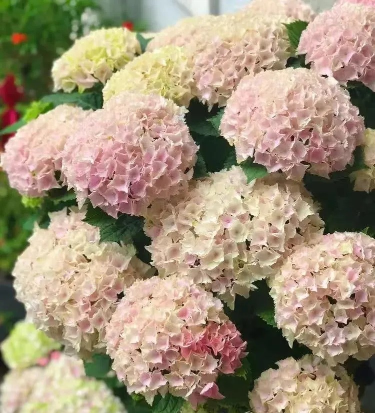 33b538d6866e39323a012dac41e39fd6.jpg
